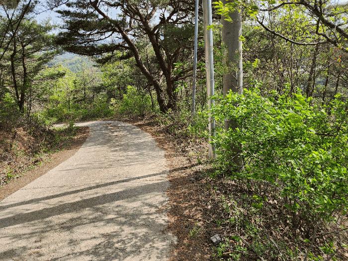 법원경매 2025타경247 사진8 | 청송군 부남면 감연리 임야 경매