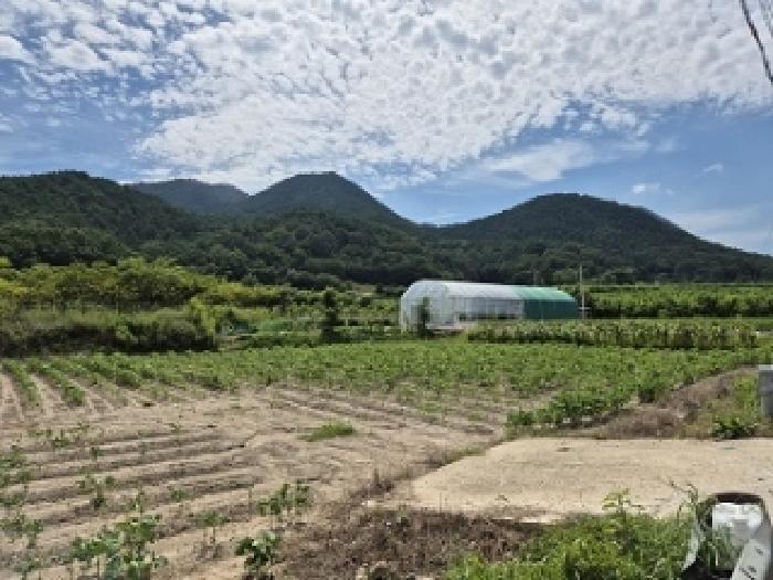 법원경매 2025타경10245 사진9 | 대구 군위군 의흥면 연계리 731-3 답 경매