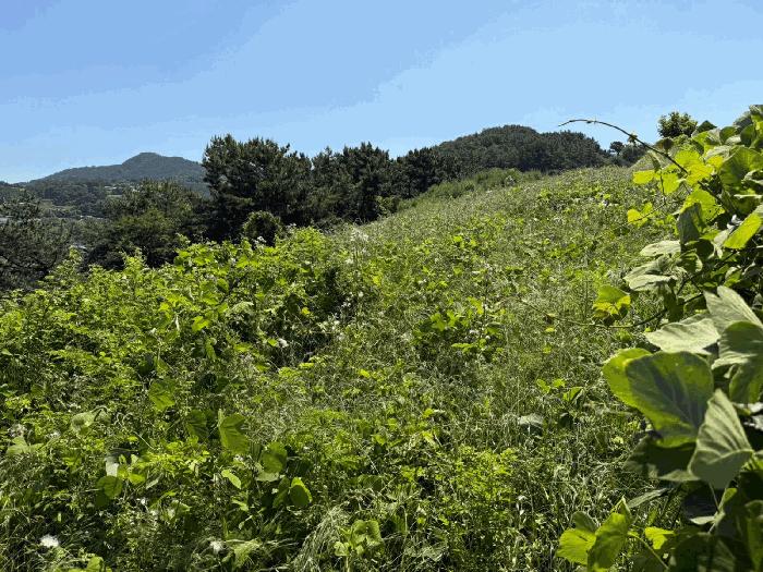 2025타경700 법원경매 사진5 | 경남 남해군 임야 경매