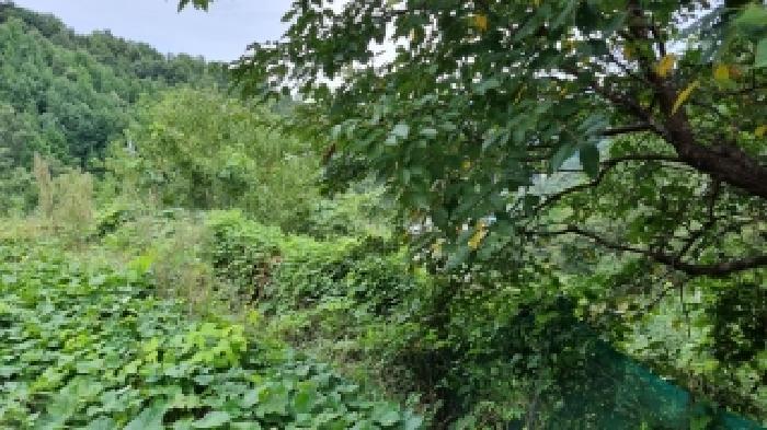 법원경매 2025타경30242 사진14 | 장수군 계북면 원촌리 186 답 경매