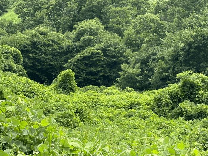 경남 하동군 화개면 탑리 150-1 답 사진 2