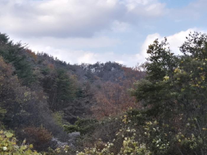 경북 경주시 양남면 상계리 산12 임야 사진 2