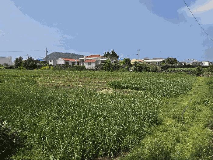 제주 제주시 한경면 고산리 2159-1 전 사진 5