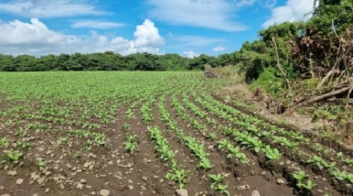 2025타경8723 법원경매 사진12 | 제주 서귀포시 대지,임야,전답 경매