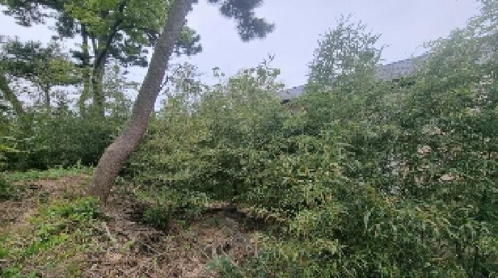 2025타경1146 법원경매 사진5 | 제주 서귀포시 과수원 경매