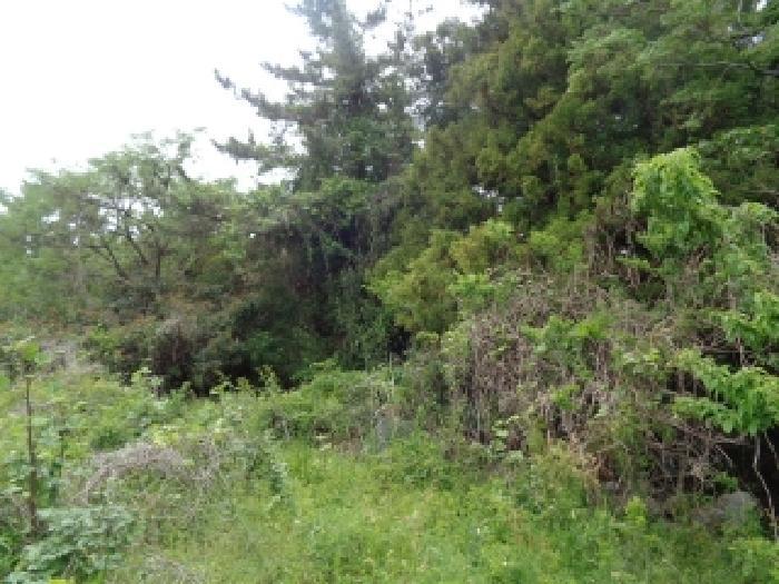 2025타경1268 법원경매 사진7 | 제주 제주시 임야 경매