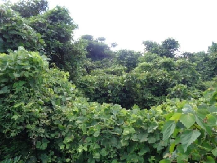 2025타경1448 법원경매 사진5 | 제주 서귀포시 임야 경매