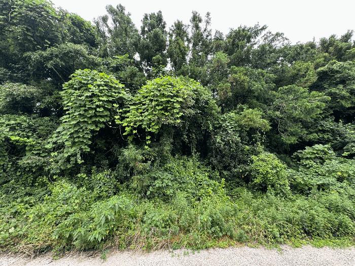 2025타경8138 법원경매 사진3 | 제주 제주시 임야 경매