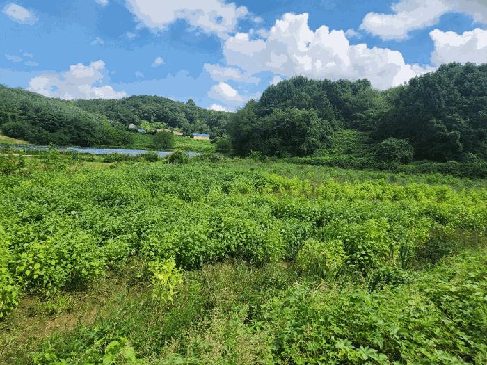 충남 당진시 송산면 상거리 58 답 경매 물건 사진