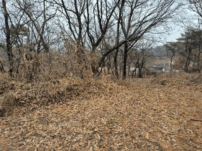 세종 장군면 하봉리 산20-50 임야 사진 5
