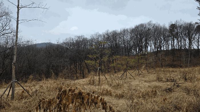 2025타경504056 법원경매 사진7 | 세종 연기면 임야 경매