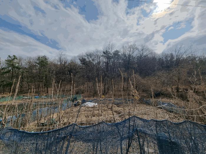 법원경매 2025타경51936 사진2 | 안산시 상록구 사사동 임야 경매