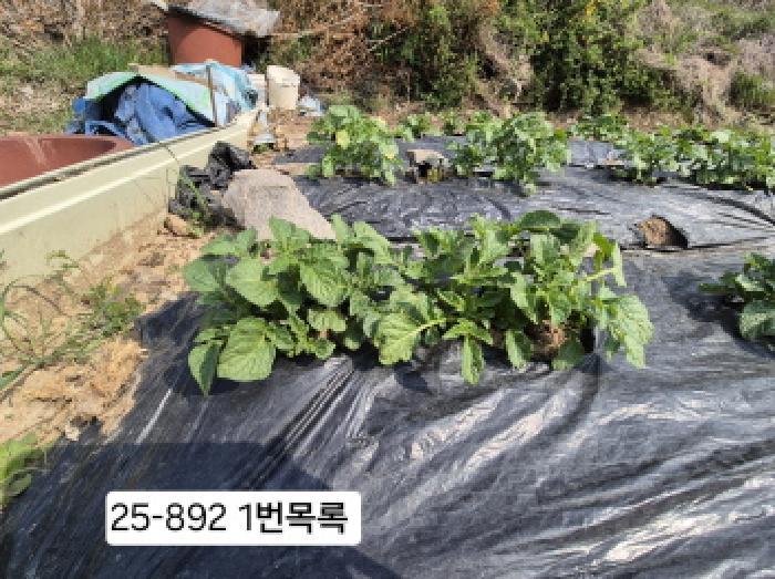 법원경매 2025타경892 사진6 | 부산 사상구 주례동 임야 경매