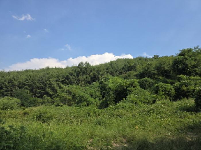 2025타경8242 법원경매 사진7 | 경북 청도군 임야 경매