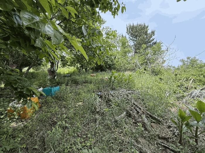 법원경매 2025타경10218 사진6 | 울진군 기성면 임야 경매