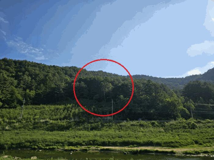 법원경매 2025타경30483 사진3 | 평창군 대관령면 수하리 임야 경매