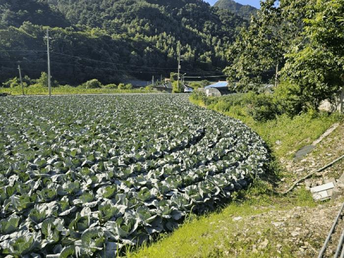 강원특별자치도 평창군 대화면 하안미리 120-1 법원경매 물건 대표사진