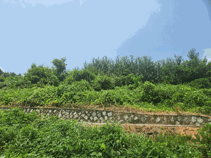 충청남도 보령시 청소면 장곡리 산149 법원경매 물건 대표사진