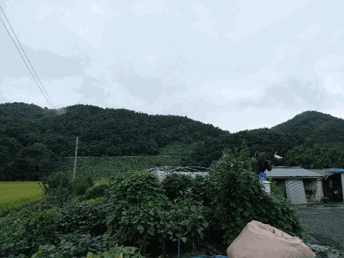 법원경매 2025타경15960 사진2 | 서천군 종천면 신검리 임야 경매