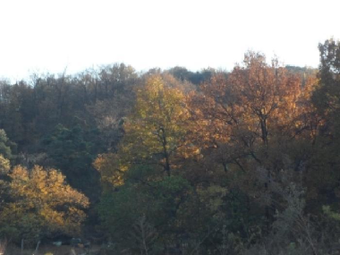 법원경매 2025타경3712 사진17 | 성주군 용암면 사곡리 임야 경매