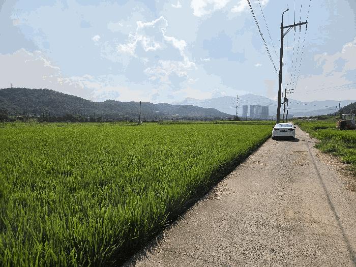 울산 울주군 언양읍 반송리 613-1 답 사진 4