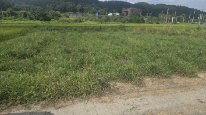울산 울주군 언양읍 반송리 613-1 답 사진 5