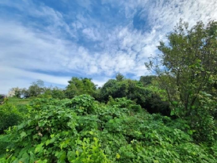 광주 남구 진월동 산82-12 임야 사진 6