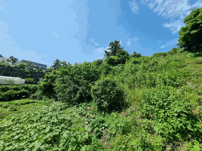 2025타경1380 법원경매 사진5 | 제주 서귀포시 임야 경매