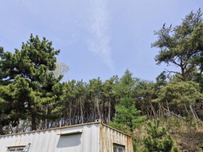 법원경매 2025타경52156 사진6 | 안산시 단원구 대부남동 임야 경매