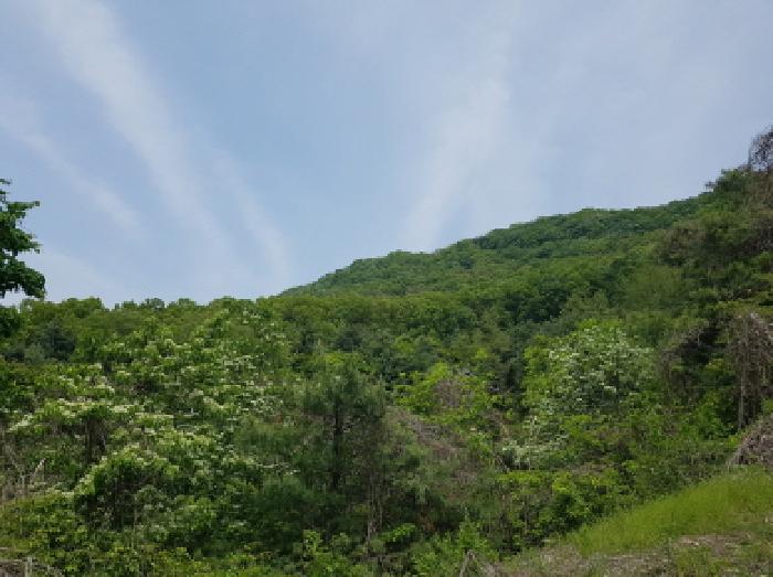 법원경매 2025타경52285 사진5 | 광명시 일직동 임야 경매