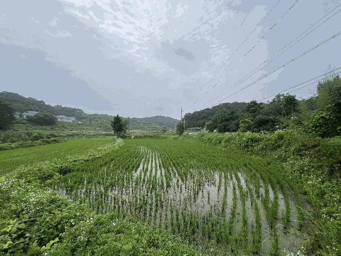 2025타경51423 법원경매 사진6 | 충남 당진시 대지,임야,전답 경매