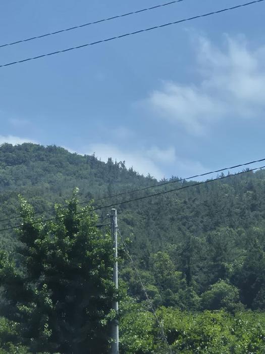 2025타경33099 법원경매 사진10 | 전남 화순군 임야 경매