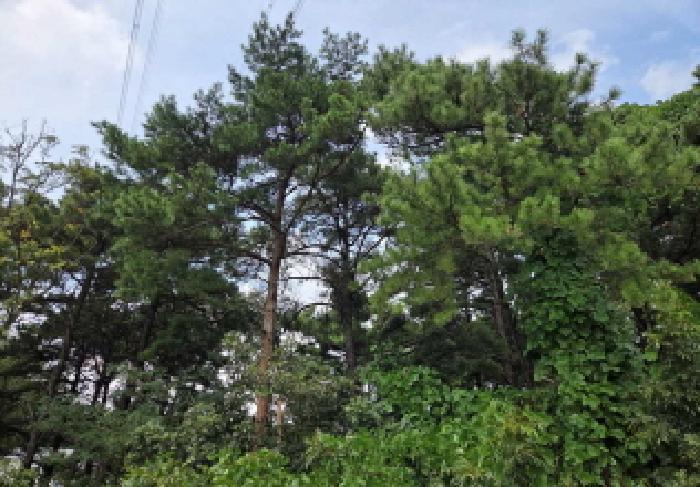 2025타경12428 법원경매 사진16 | 충남 아산시 임야 경매