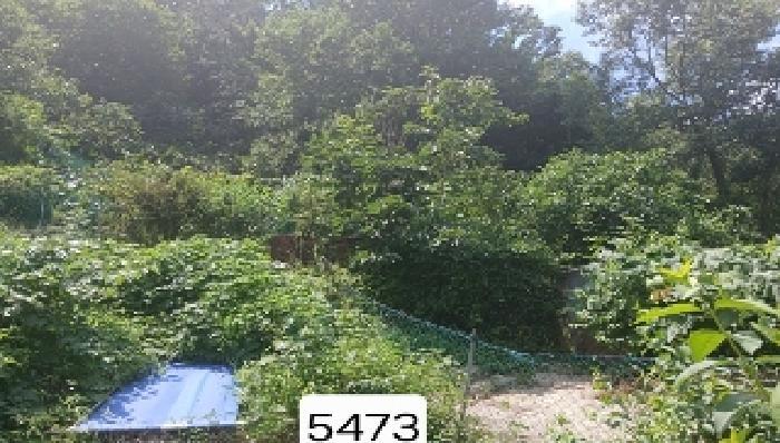법원경매 2025타경5473 사진11 | 부산 해운대구 반송동 임야 경매