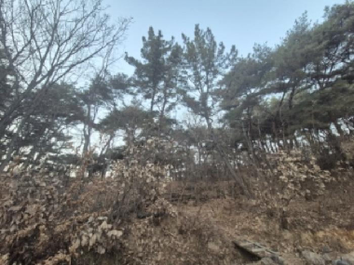 경북 경주시 구정동 산32-12 임야 사진 2
