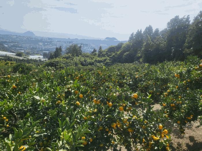2025타경1876 법원경매 사진2 | 제주 서귀포시 과수원 경매