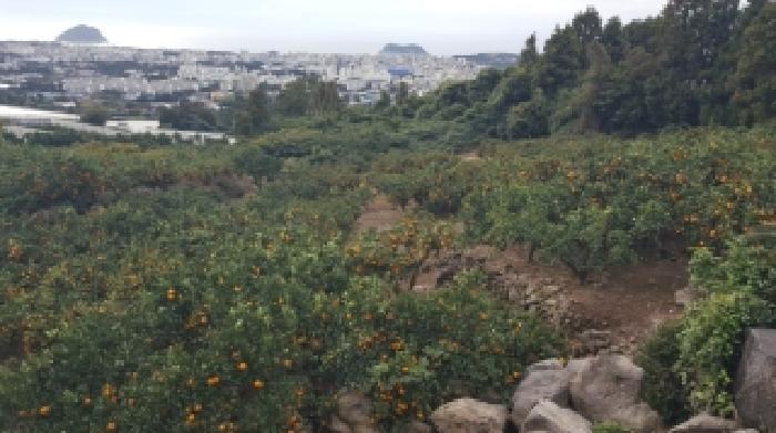 2025타경1876 법원경매 사진6 | 제주 서귀포시 과수원 경매
