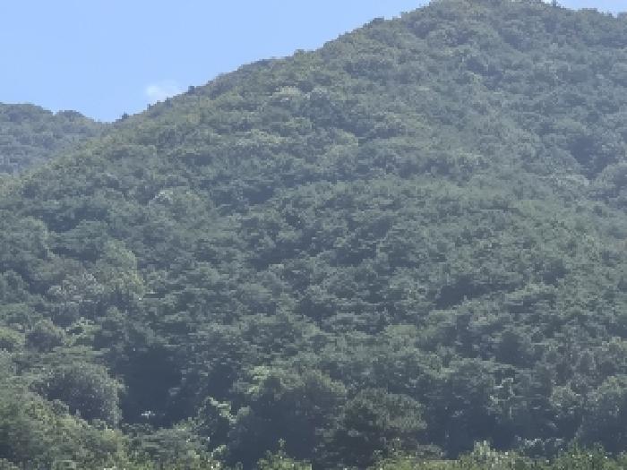 2025타경33731 법원경매 사진4 | 전남 화순군 임야 경매