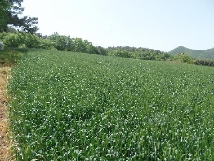 2025타경401 법원경매 사진9 | 충남 논산시 전답 경매