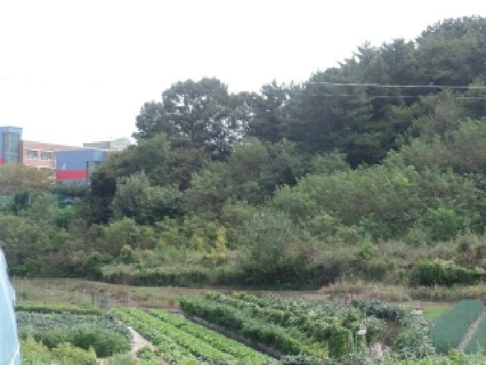 법원경매 2025타경468 사진5 | 계룡시 엄사면 엄사리 232-177 임야 경매