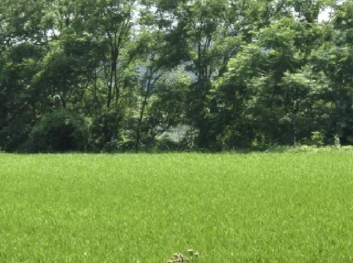 경북 포항시 북구 청하면 덕성리 407-1 임야 사진 2