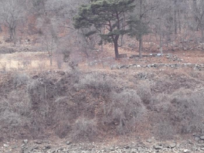 경남 창녕군 창녕읍 옥천리 922-1 전 사진 5