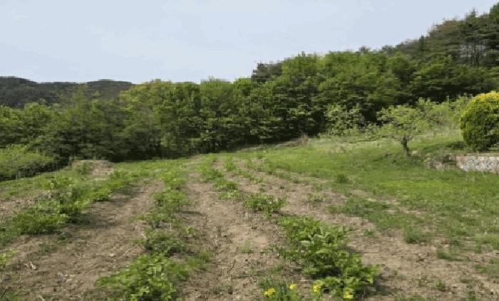 2025타경10313 법원경매 사진7 | 경남 밀양시 대지,임야,전답 경매