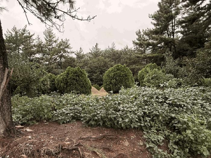 전남 장흥군 관산읍 외동리 산87 임야 사진 2