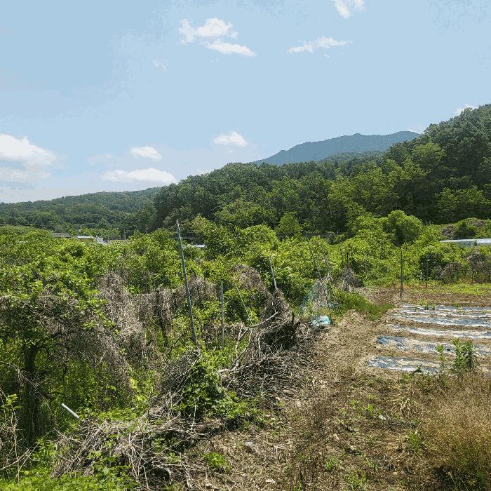 법원경매 2025타경5329 사진3 | 상주시 공성면 도곡리 434 전답 경매