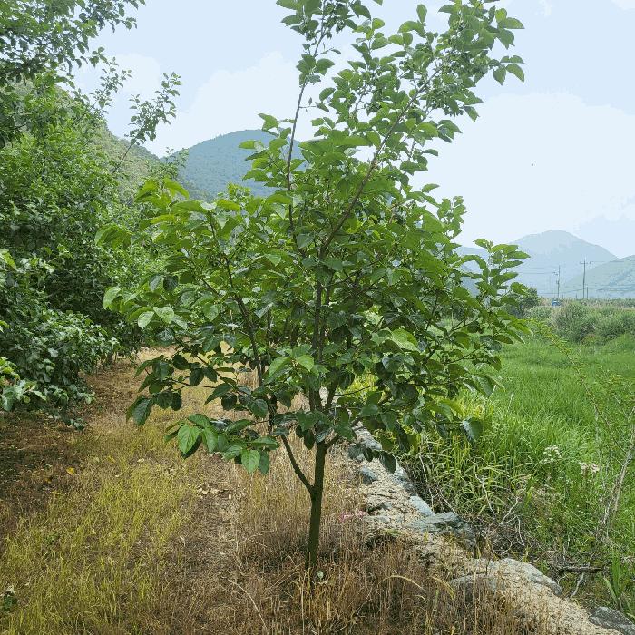 경상북도 문경시 마성면 상내리 199 법원경매 물건 대표사진