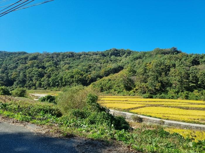 경상북도 의성군 구천면 장국리 산66-1 법원경매 물건 대표사진