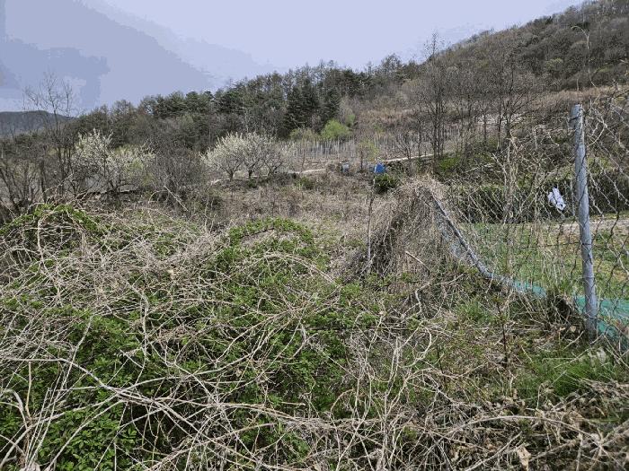 법원경매 2025타경179 사진2 | 청송군 부남면 대전리 임야 경매