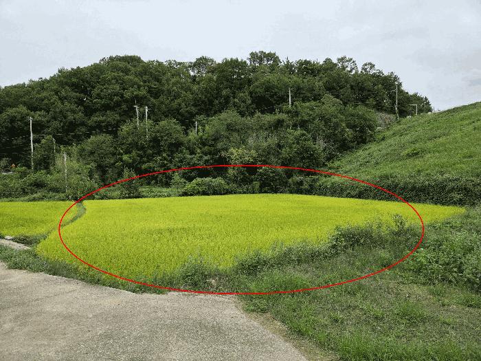 경북 구미시 해평면 송곡리 803-44 답 사진 2