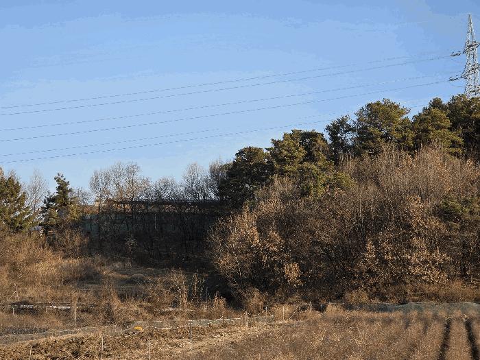 경북 영천시 대창면 사리리 산66 임야 사진 4